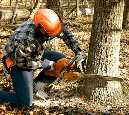 Tree Removal in Dunmore, WV